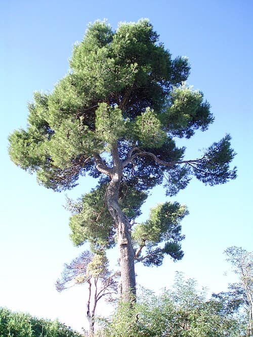 Pino carrasco (Pinus halepensis)