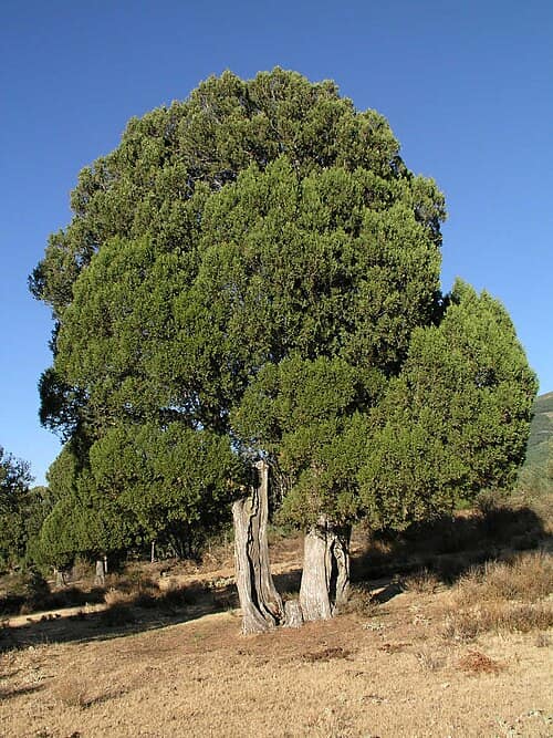 Sabina albar (Juniperus thurifera)